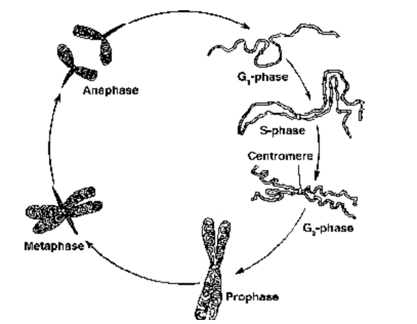 The Regulation of Cell Cycle